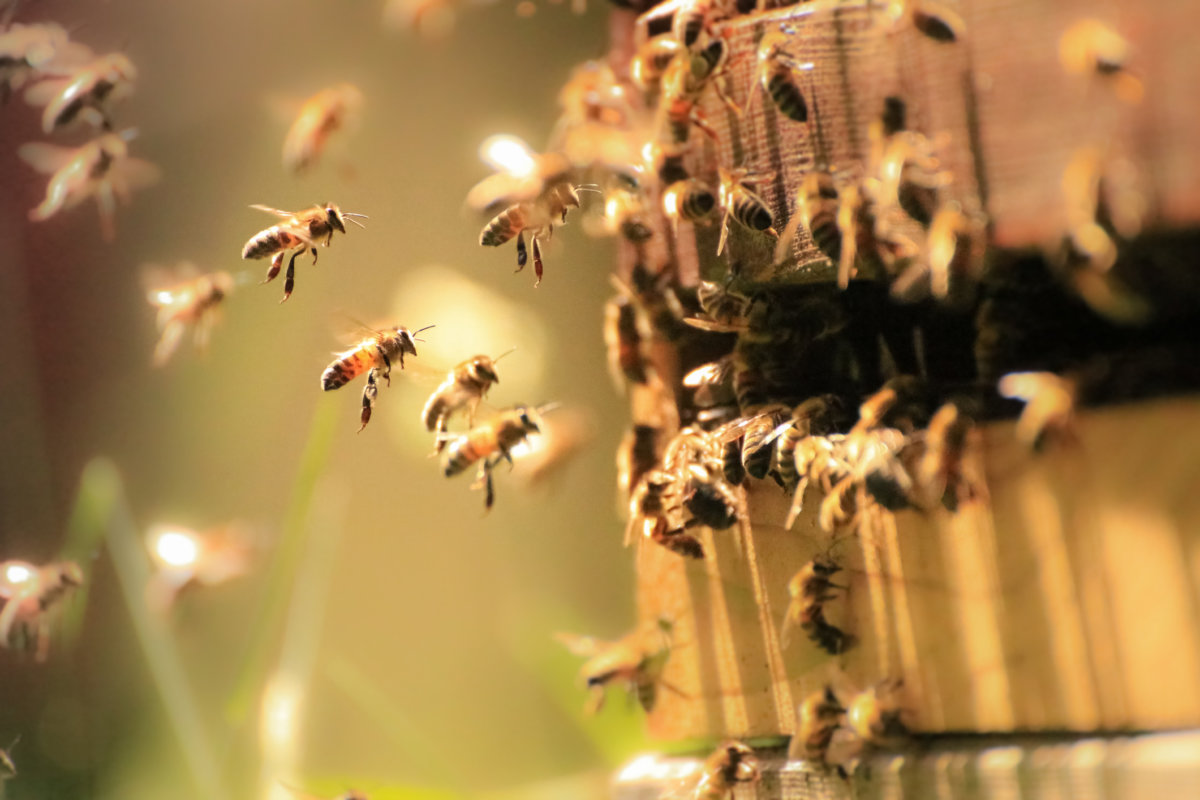 Learn about honeybees with kids and the whole family