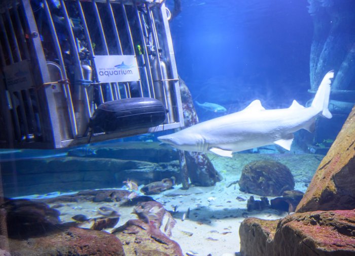 Shark Tank at LI Aquarium