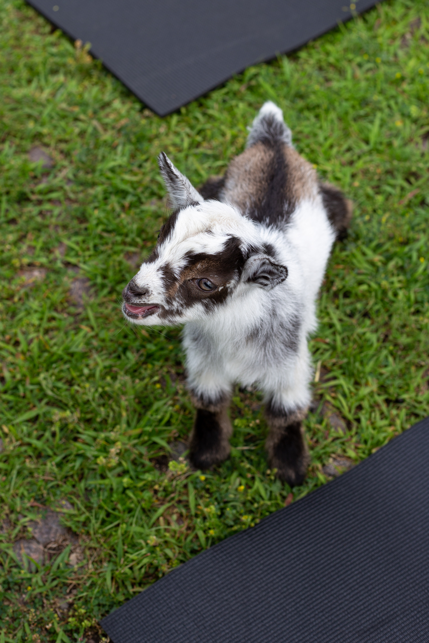 Baby goat during goat yoga