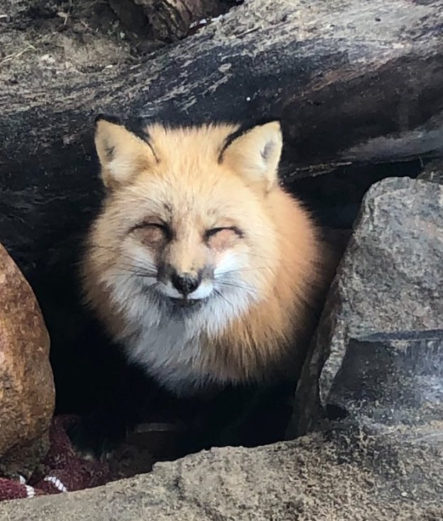 Keela at Evelyn Alexander Wildlife Rescue Center