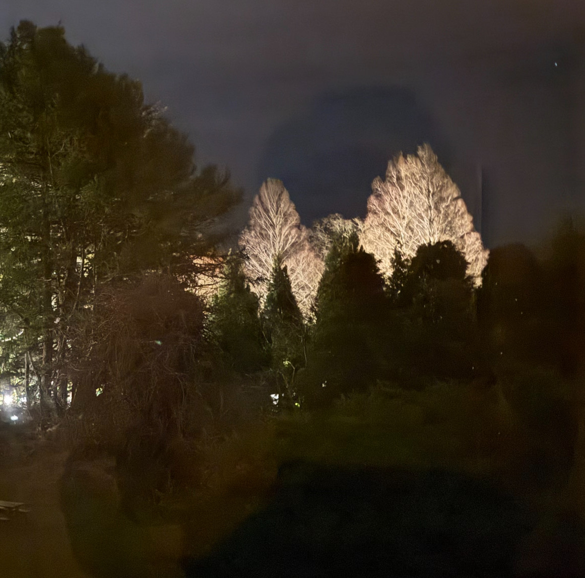 The up lighting of trees at night, that aren’t following regulations.