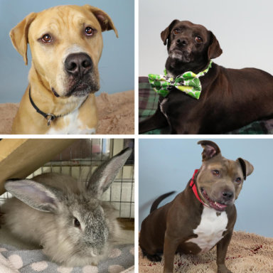 East End shelter dogs and cats available this month at SASF (clockwise): Toby, Barney, Sevee-Jean and Winifred