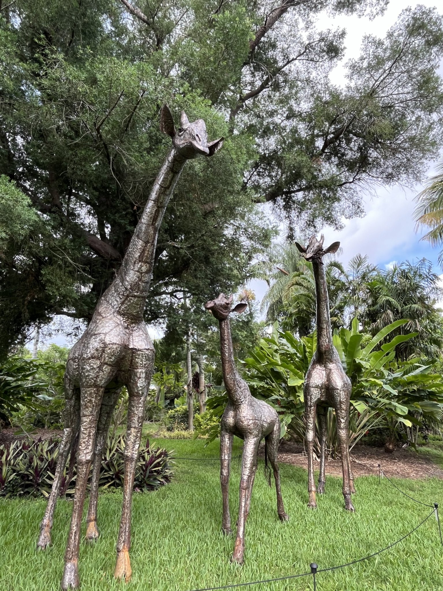 Giraffe Family at Mounts Botanical Garden