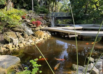 Feed the koi at Mounts Botanical Garden