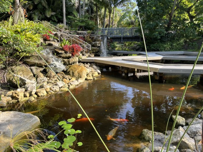 Feed the koi at Mounts Botanical Garden