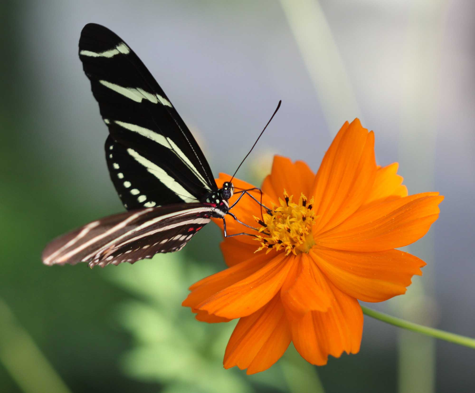 Butterflies at Mounts Botanical Garden