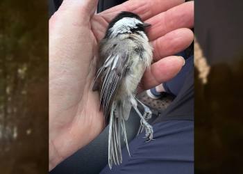 A bird that died on impact with a window because of indoor lighting.