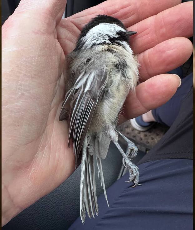 A bird that died on impact with a window because of indoor lighting.