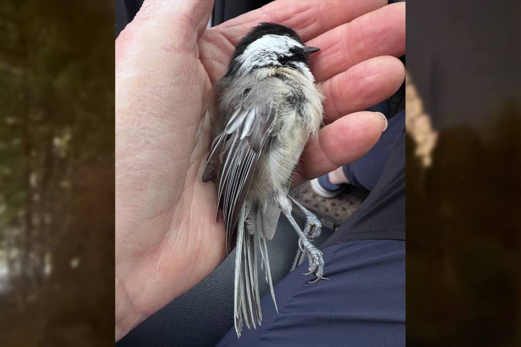 A bird that died on impact with a window because of indoor lighting.