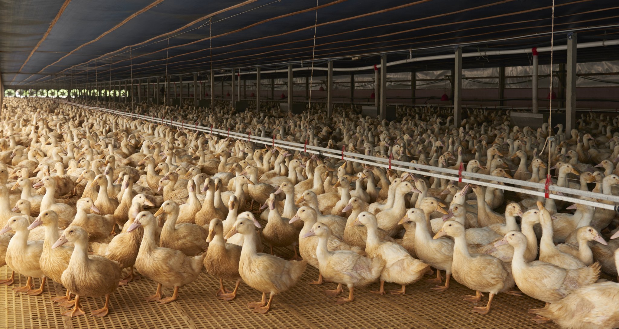 Long Island's last duck farm – Crescent Duck Farm in Aquebogue – is looking to rebuild after a bird flu outbreak.