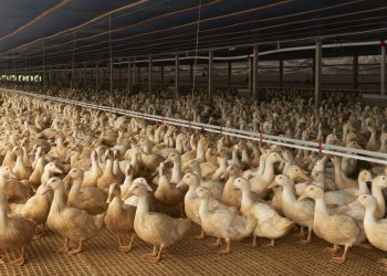 Long Island's last duck farm – Crescent Duck Farm in Aquebogue – is looking to rebuild after a bird flu outbreak.