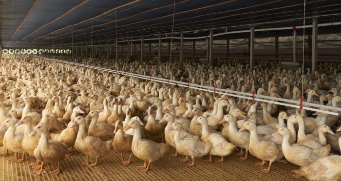 Long Island's last duck farm – Crescent Duck Farm in Aquebogue – is looking to rebuild after a bird flu outbreak.