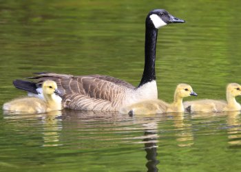 Geese are good adoptive parents, according to experts at the Evelyn Alexander Wildlife Center.