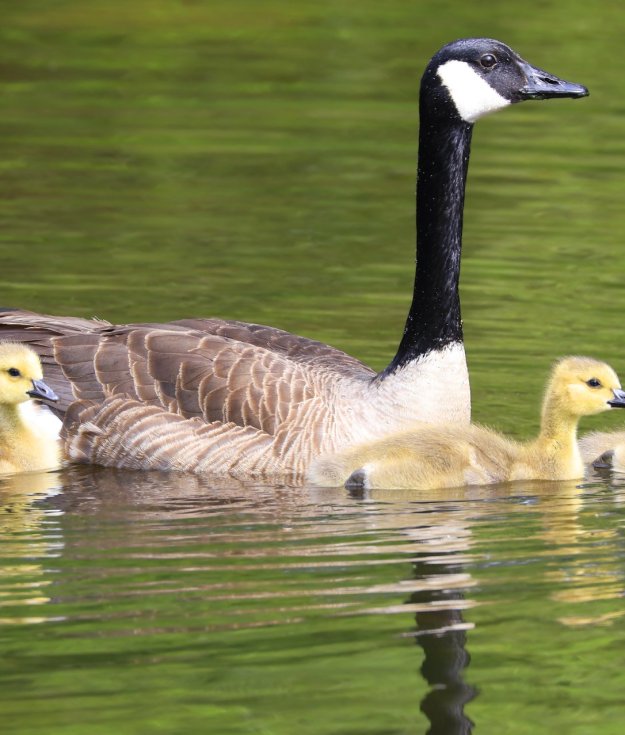 Geese are good adoptive parents, according to experts at the Evelyn Alexander Wildlife Center.
