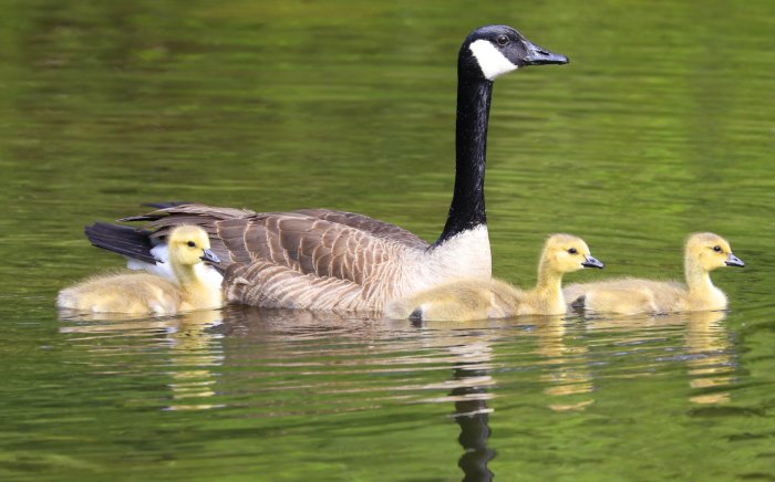Geese are good adoptive parents, according to experts at the Evelyn Alexander Wildlife Center.
