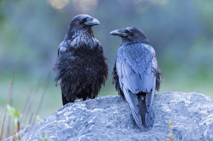 Two orphaned ravens are set to be released in a week from the Evelyn Alexander Wildlife Rescue Center