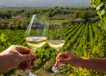 It's peak season for the North Fork vineyards