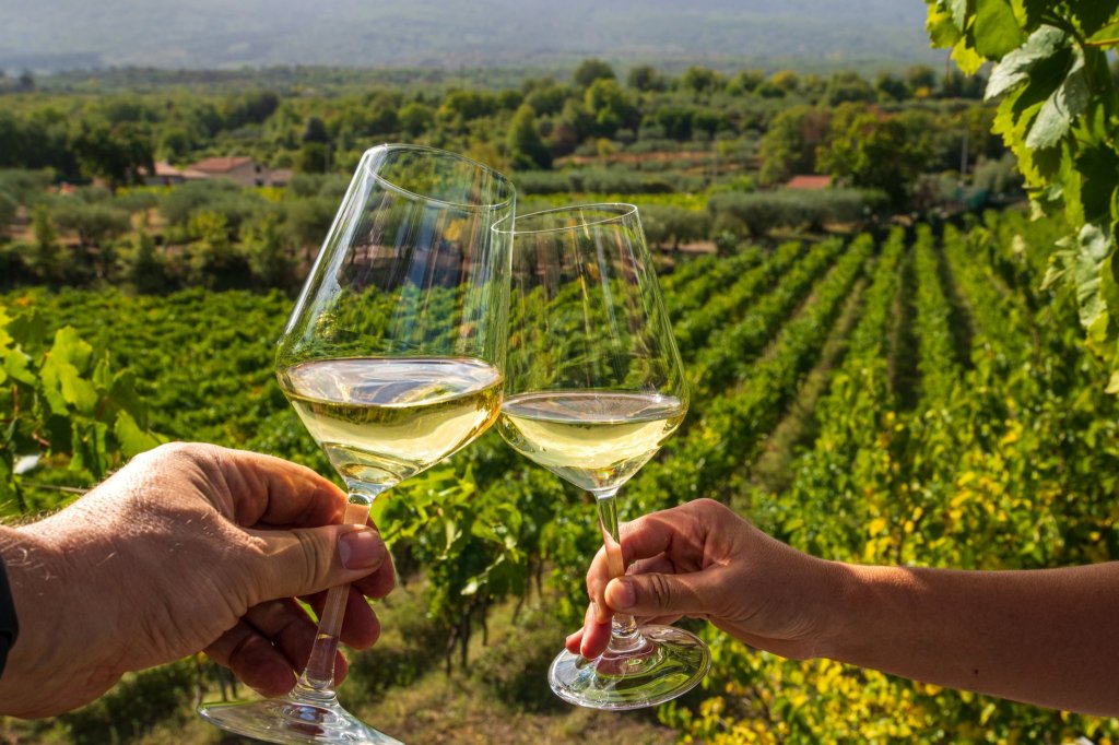 It's peak season for the North Fork vineyards