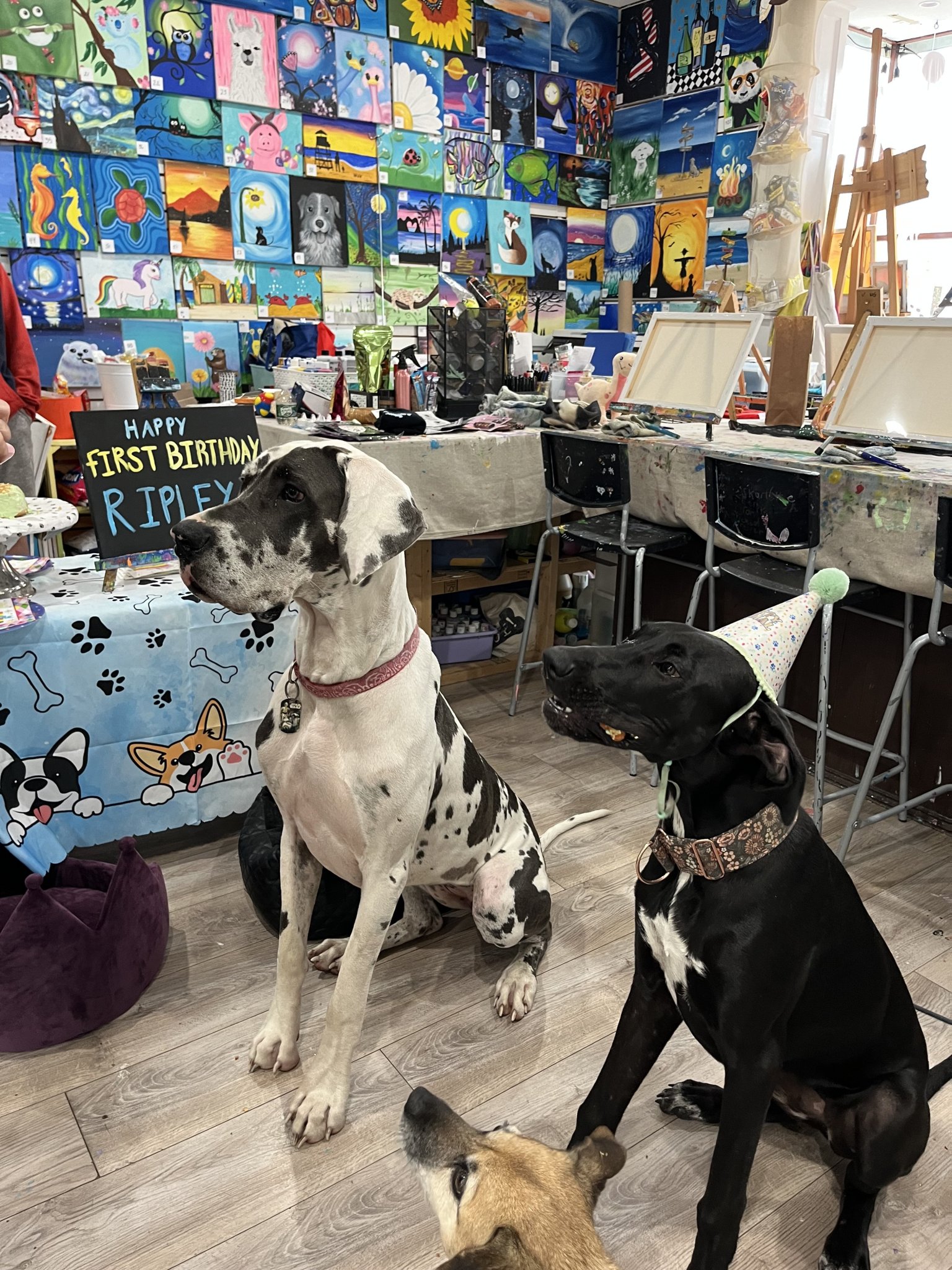 A dog birthday party at Pawcasso