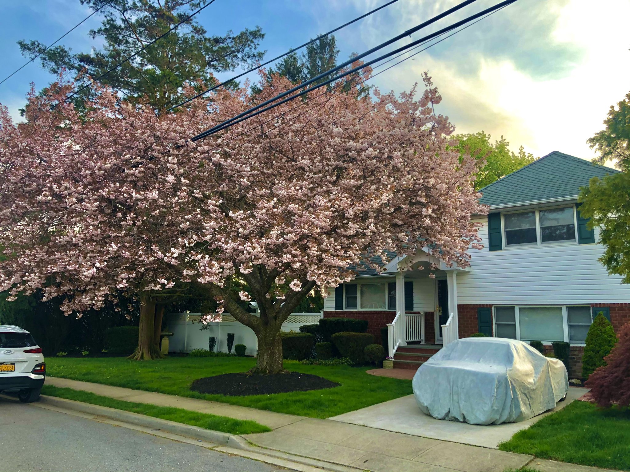 David Peikon's beloved cherry tree