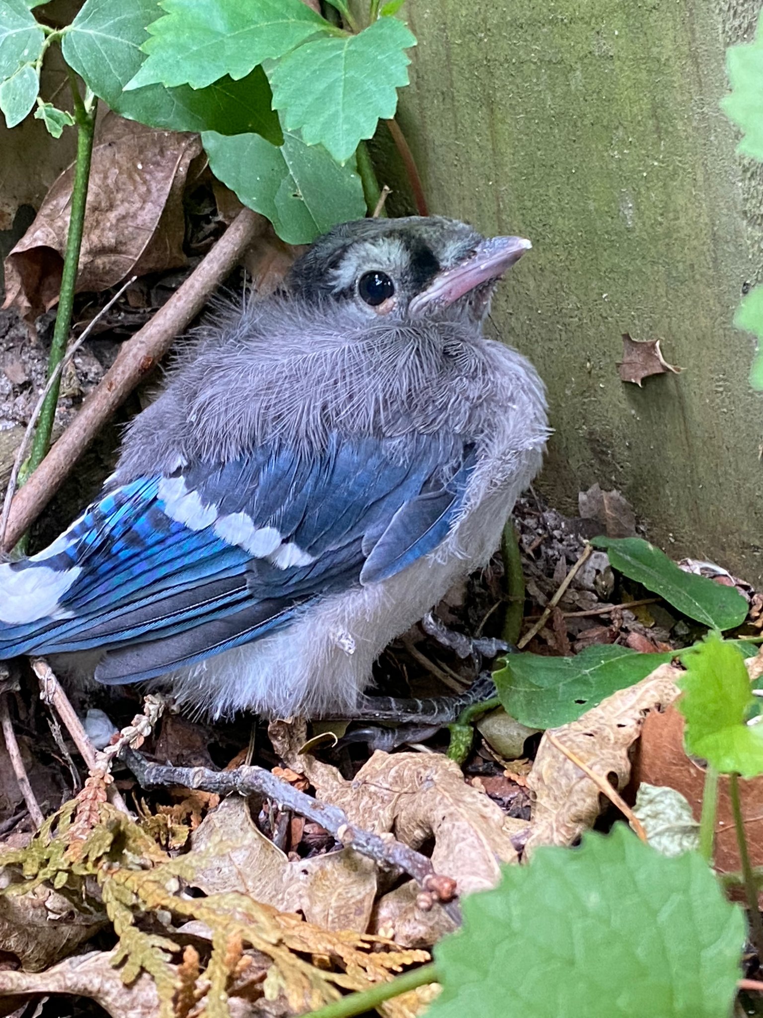 Blue jay fledgling