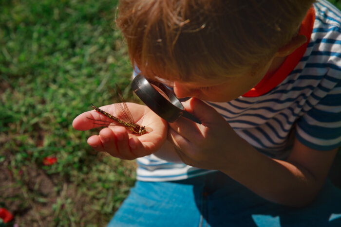 kids learning nature- child exploring dragonfly with magnifying glass