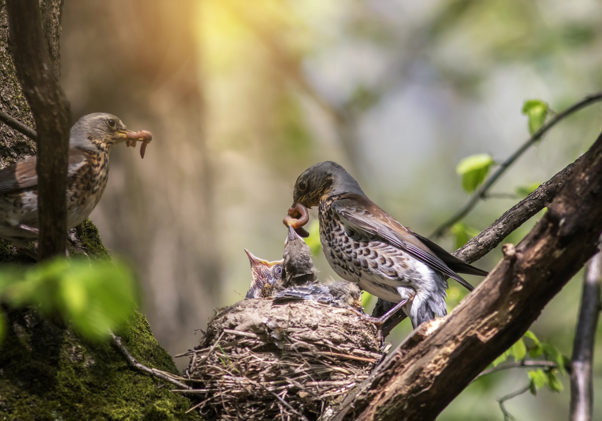 It's songbird season, and the baby birds have hatched.