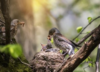 It's songbird season, and the baby birds have hatched.