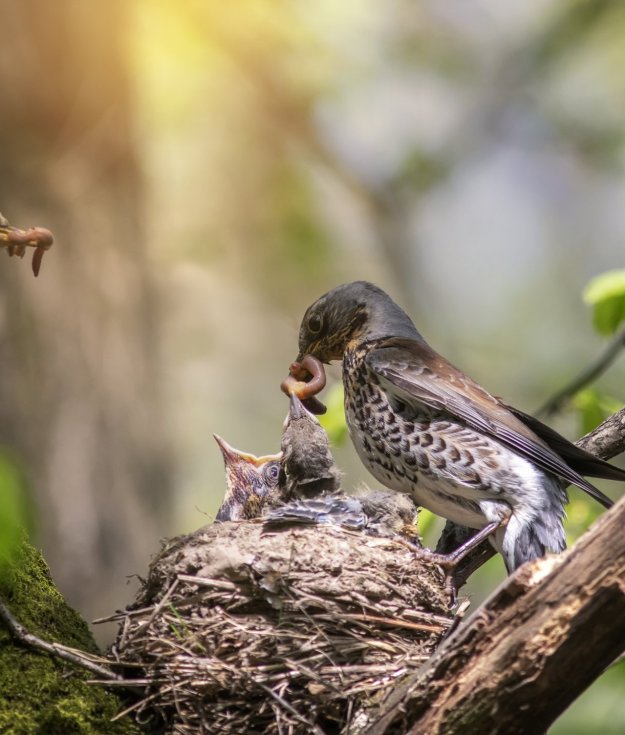It's songbird season, and the baby birds have hatched.