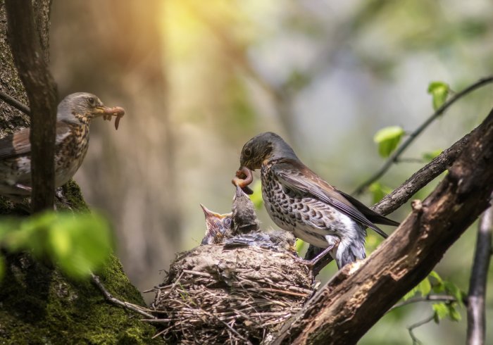 It's songbird season, and the baby birds have hatched.