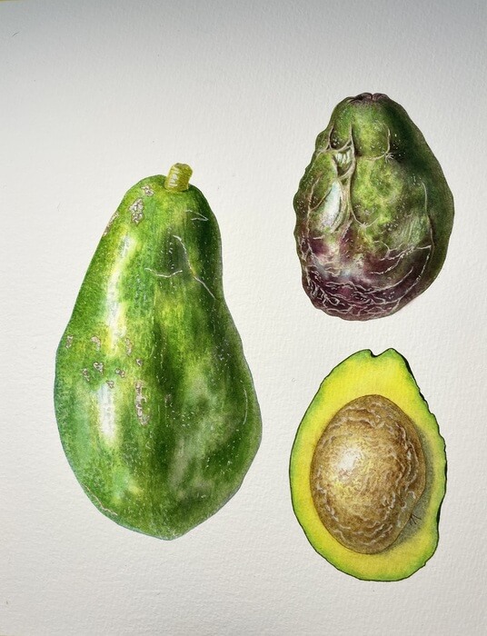 Irina Grimaldi, "Simmonds Avocado and Brogdan Avocado, South Florida"