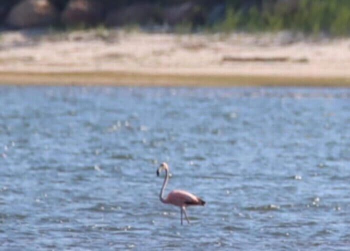 A flamingo in Georgica Pond, East Hampton