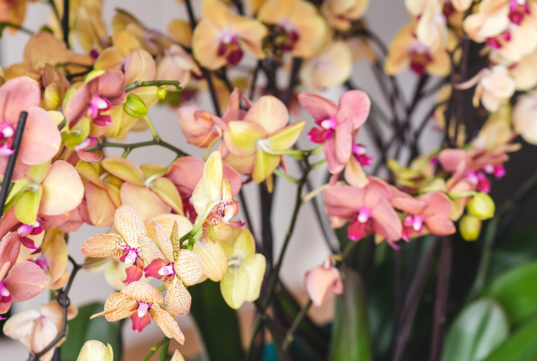 Summer Orchid Series