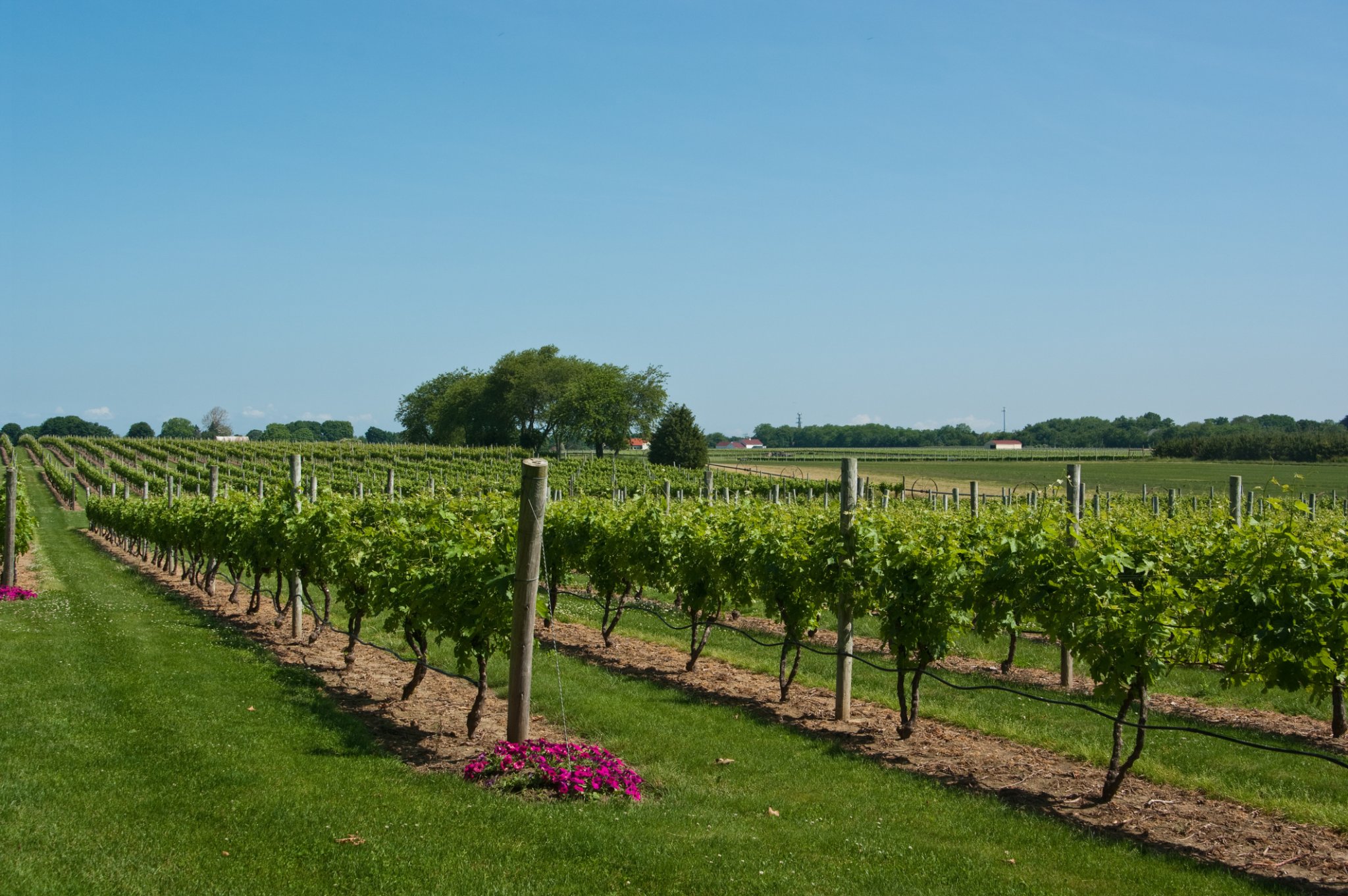 The sun is shining and the North Fork wineries are open.