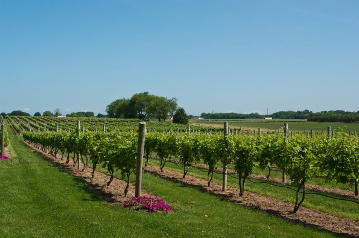 The sun is shining and the North Fork wineries are open.