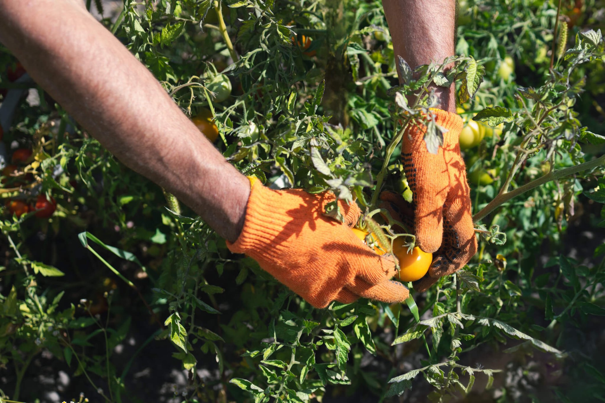 East End farm workers are living in fear of ICE raids 