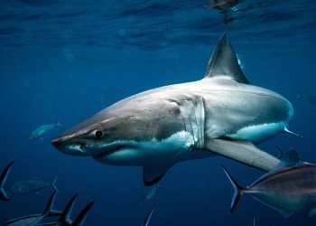 Close up of a Great White Shark swimming in dark ocean water