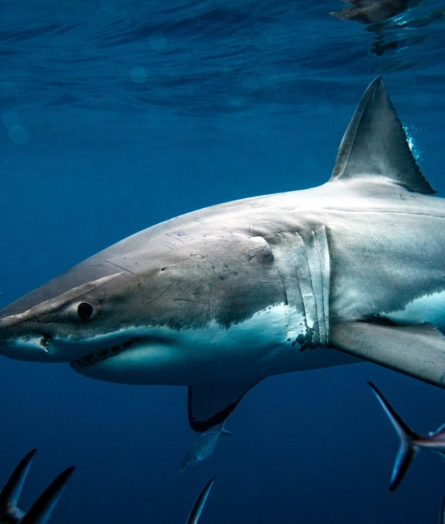 Close up of a Great White Shark swimming in dark ocean water