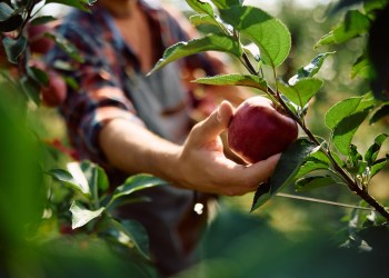 Apple picking