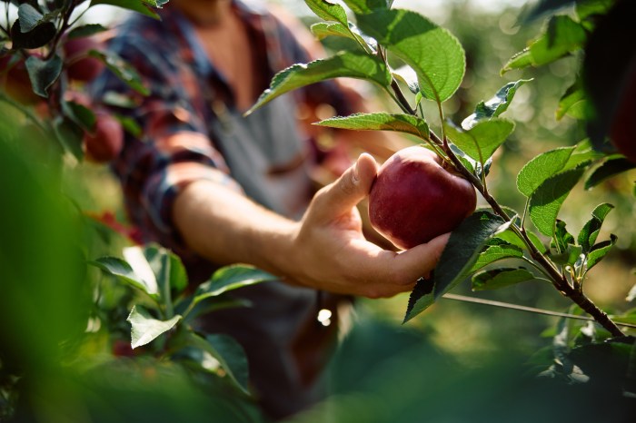 Apple picking