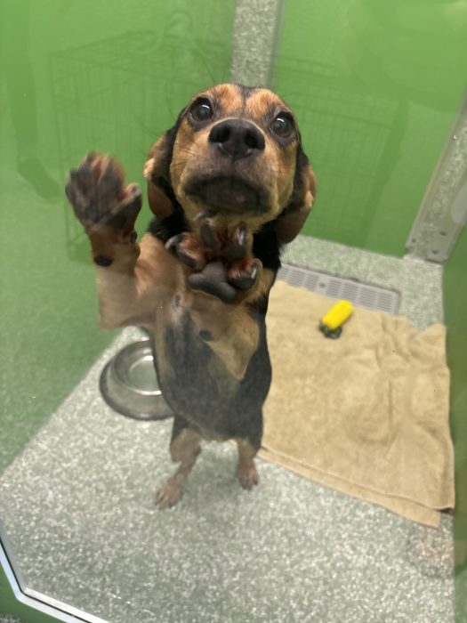 saffron kent animal shelter