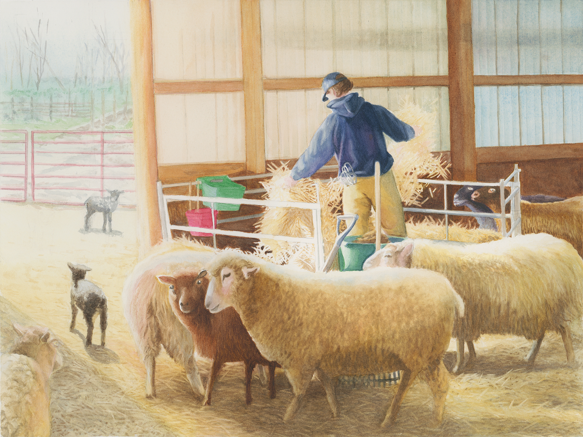 "Sheep" 2024 16x20 (Eight Hands Farm, Cutchogue) by Madeline Daversa