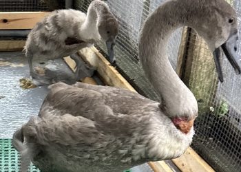 Swans EAWRC