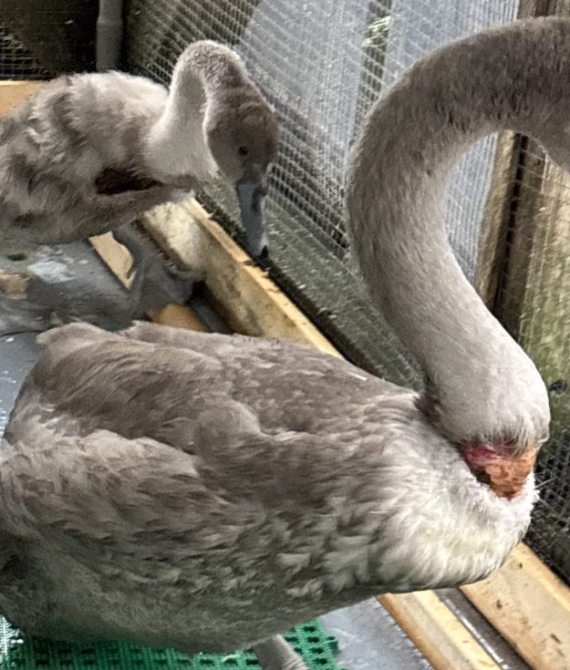 Swans EAWRC