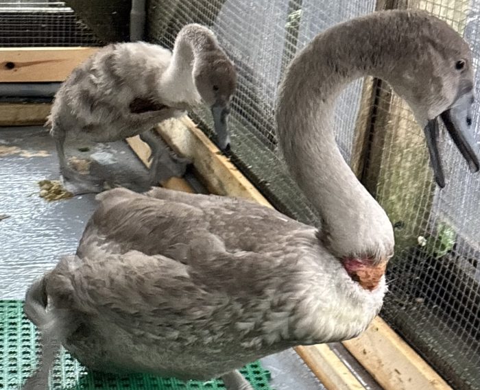 Swans EAWRC