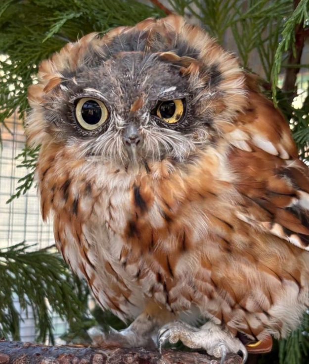 henry the owl EAWRC