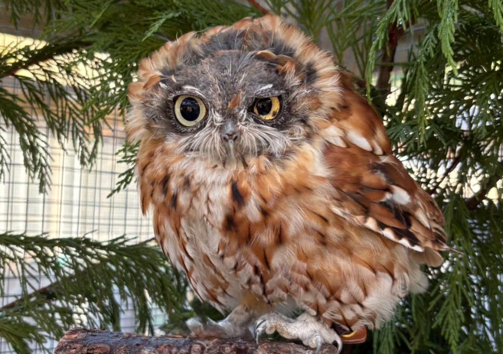 henry the owl EAWRC
