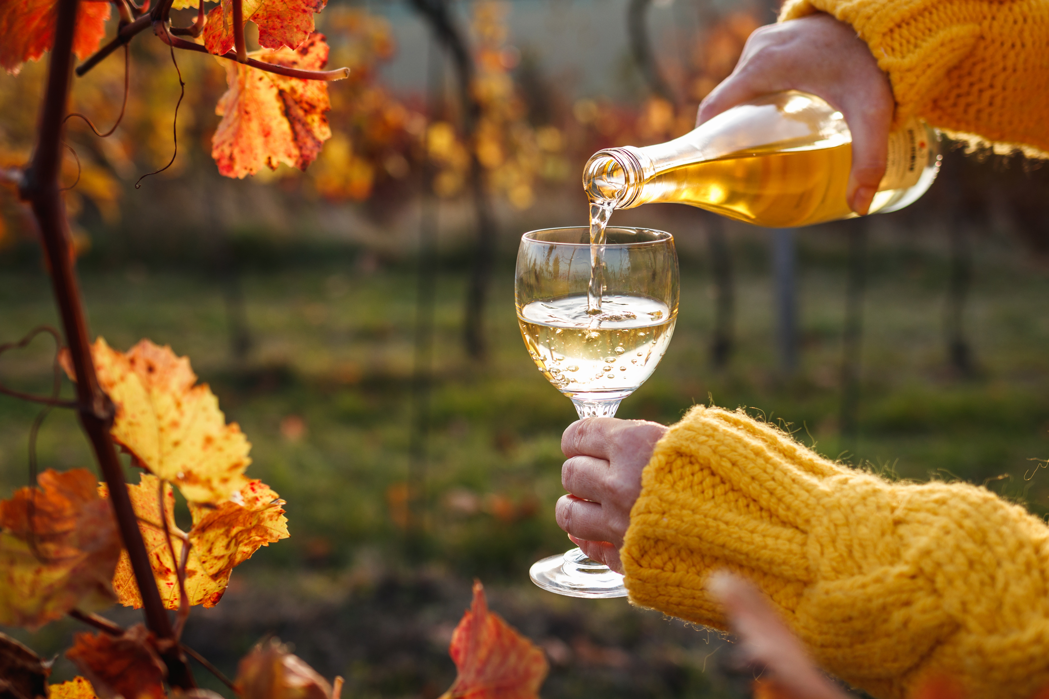 Celebrate the season with fall wines