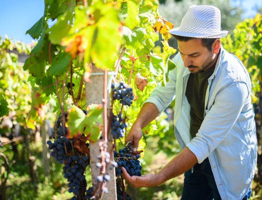 Visit a winery and take part in the grape harvest this fall on the East End