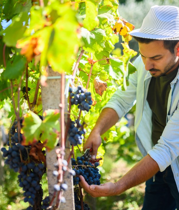 Visit a winery and take part in the grape harvest this fall on the East End